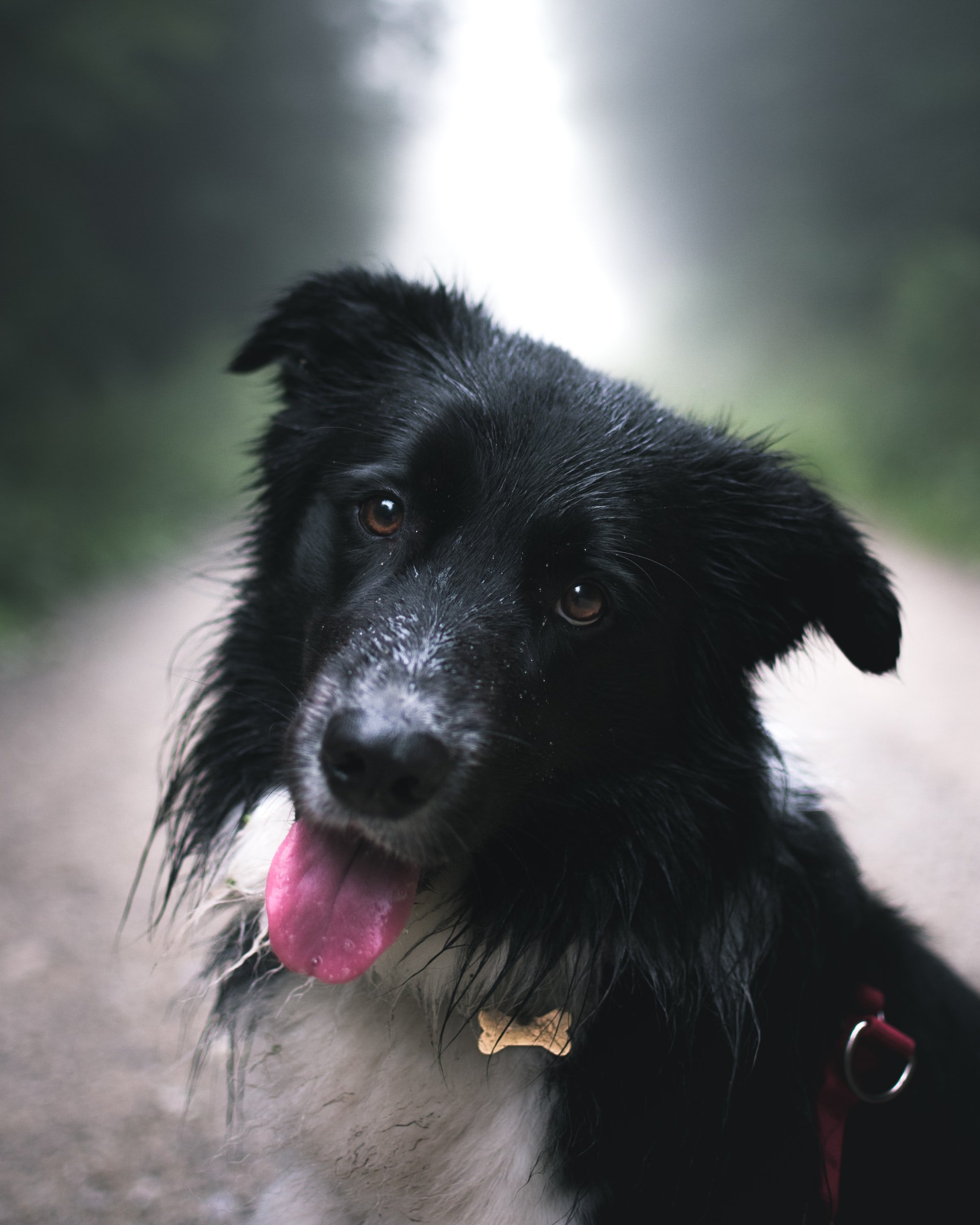 Confident, well-socialized young dog