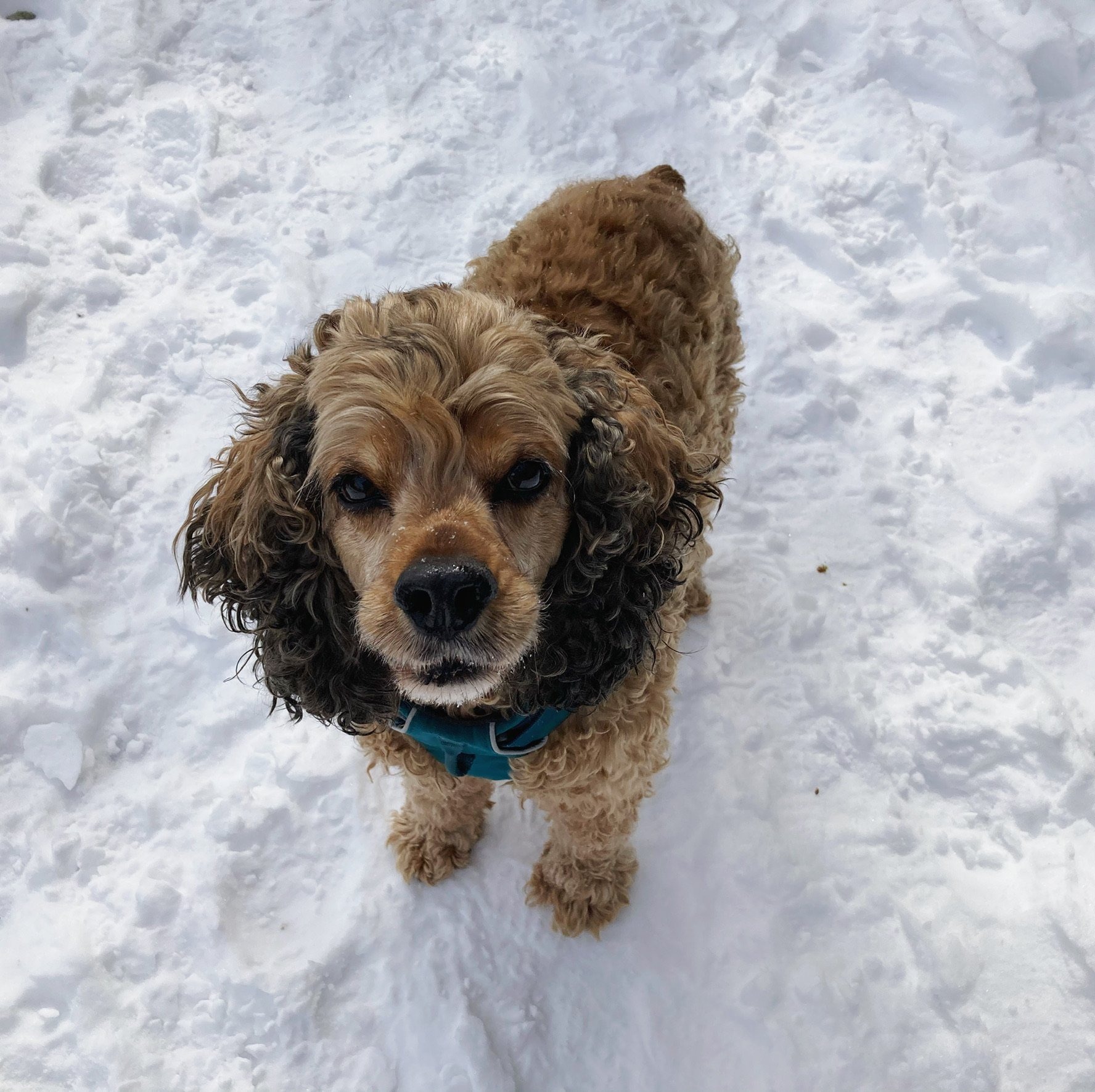 Kodi the Spaniel, senior training assistant