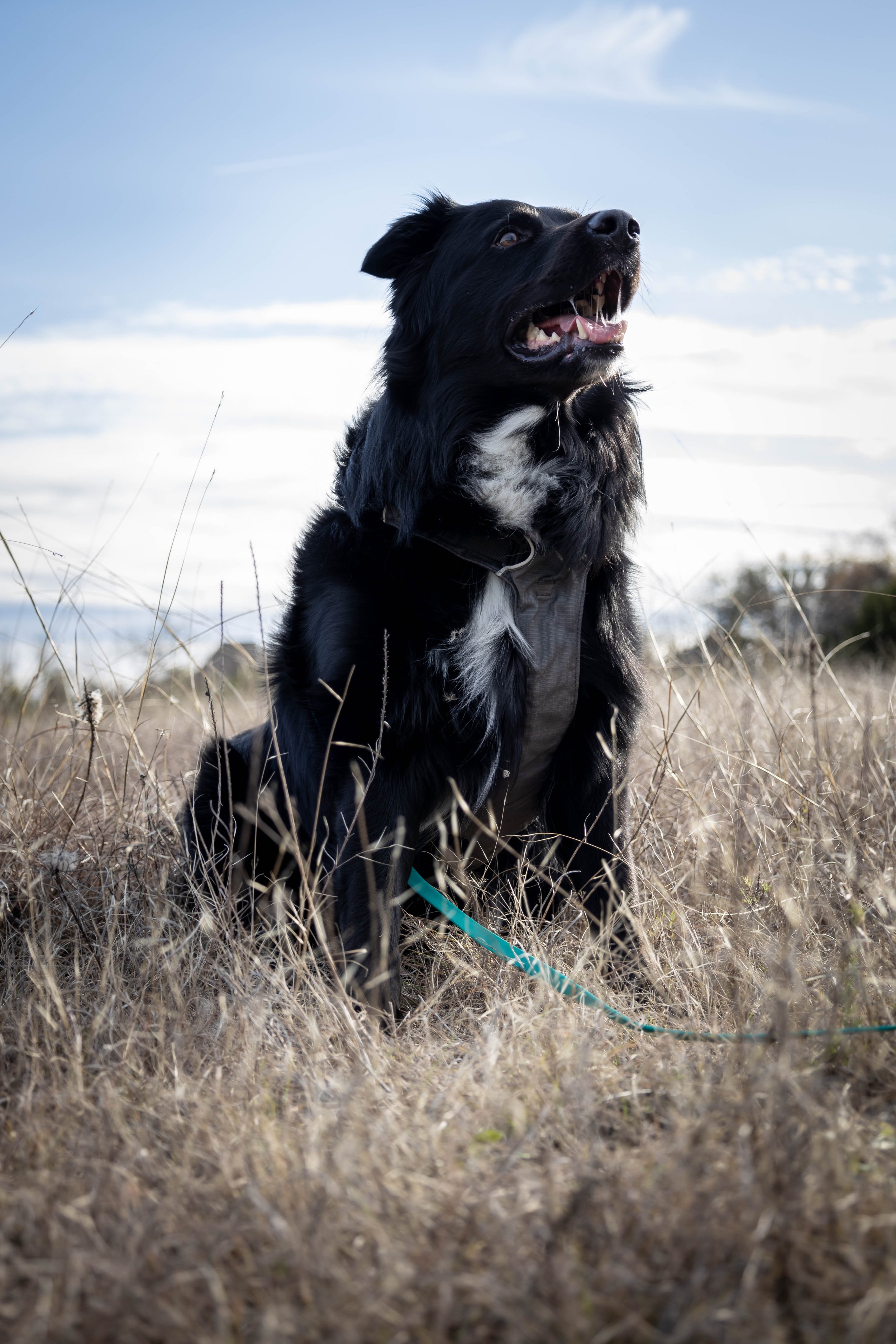 Soda the Border Collie mix, training assistant